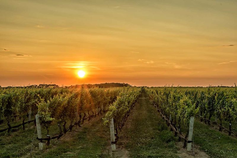 Taste the Best of Ohio at Ferrante Winery & Ristorante